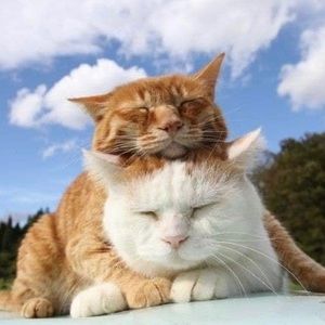 Meet your Posher, Hope